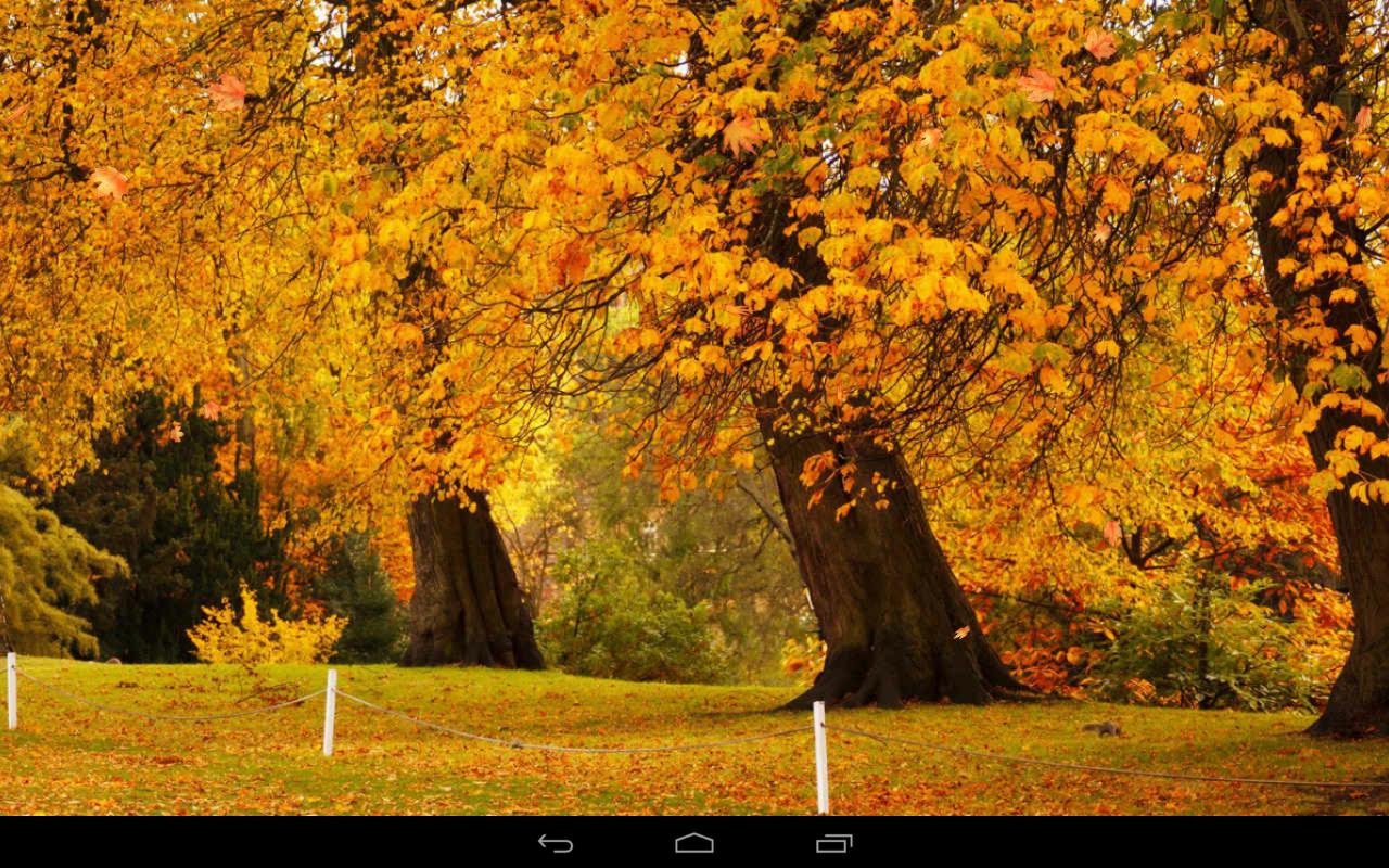 fond d écran iphone automne