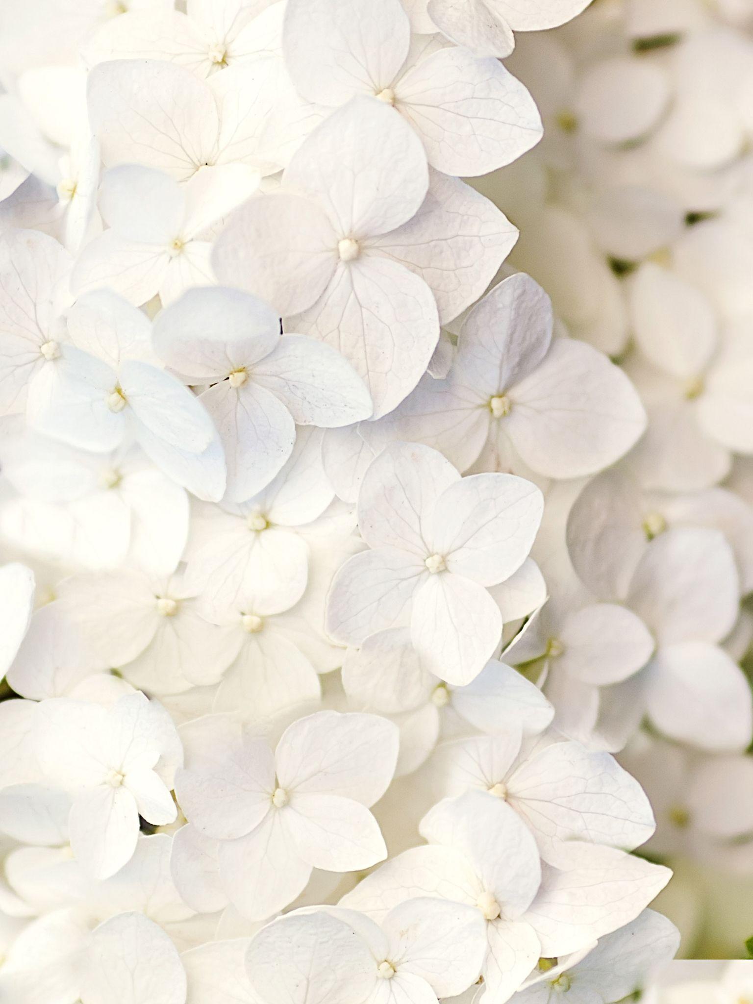 fond d écran fleur blanche