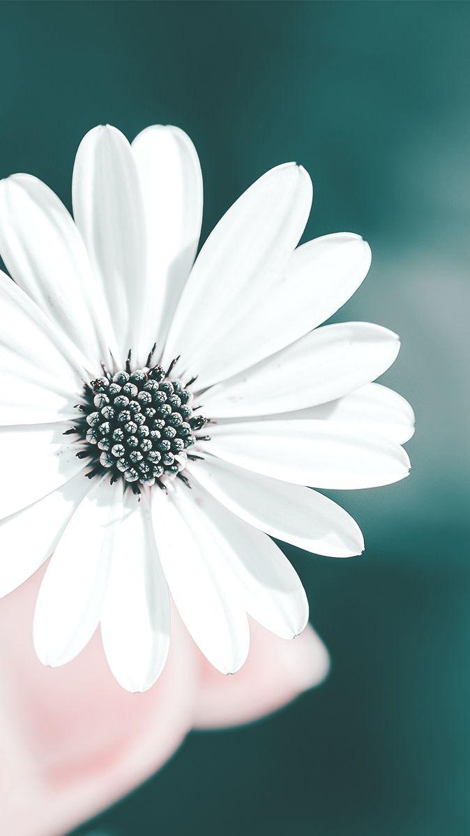 fleur blanche fond d écran