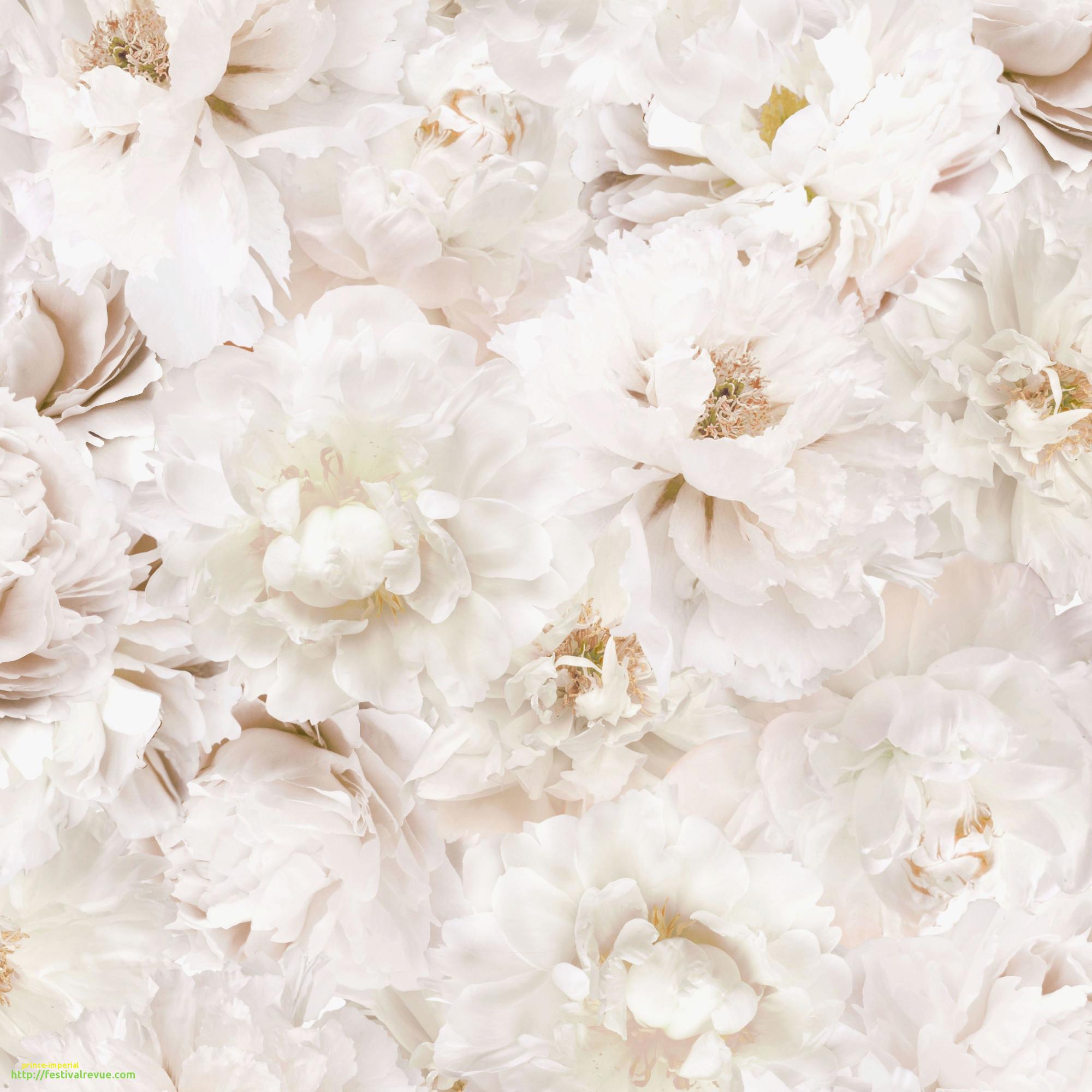 fond d écran fleur blanche