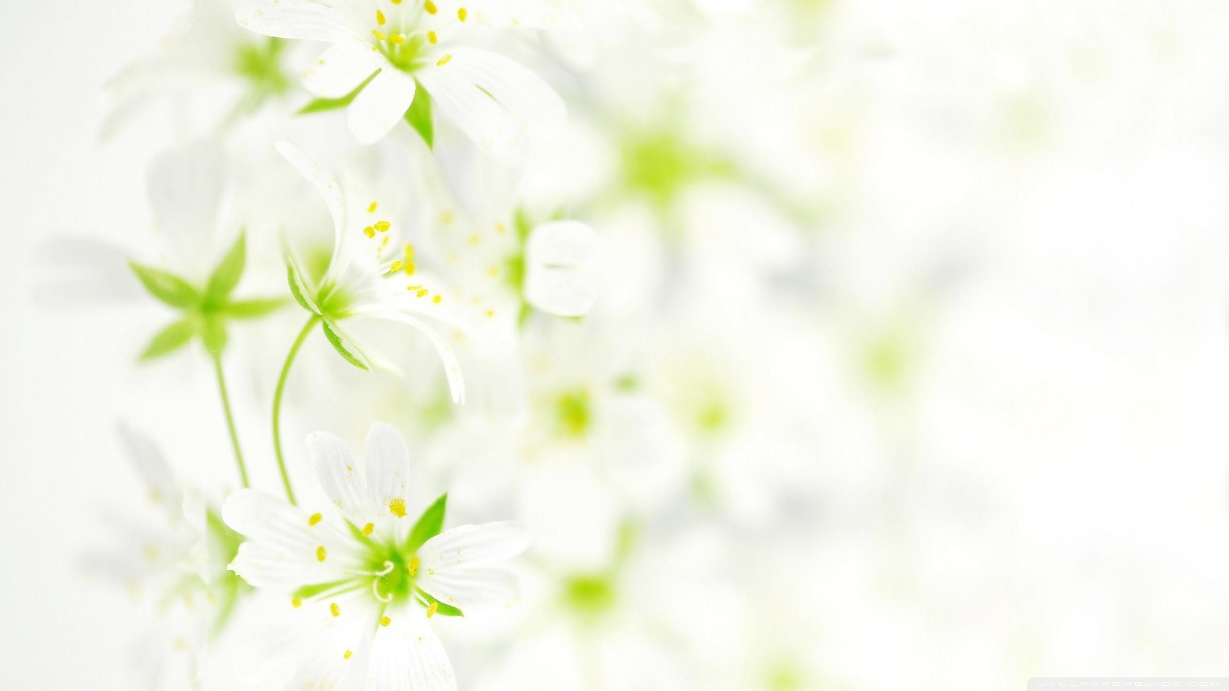 fond ecran fleur blanche