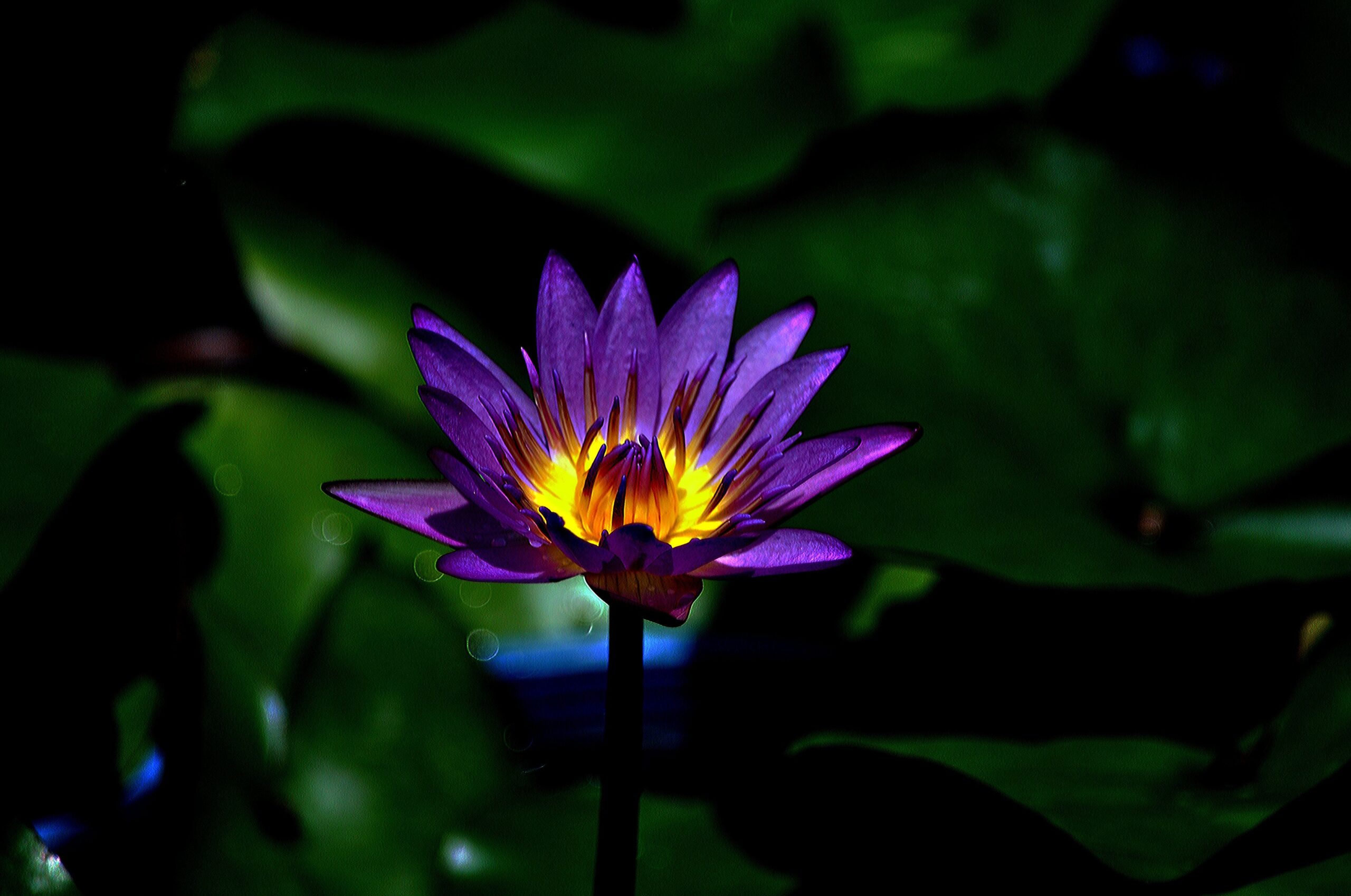 Fond d écran fleur de lys