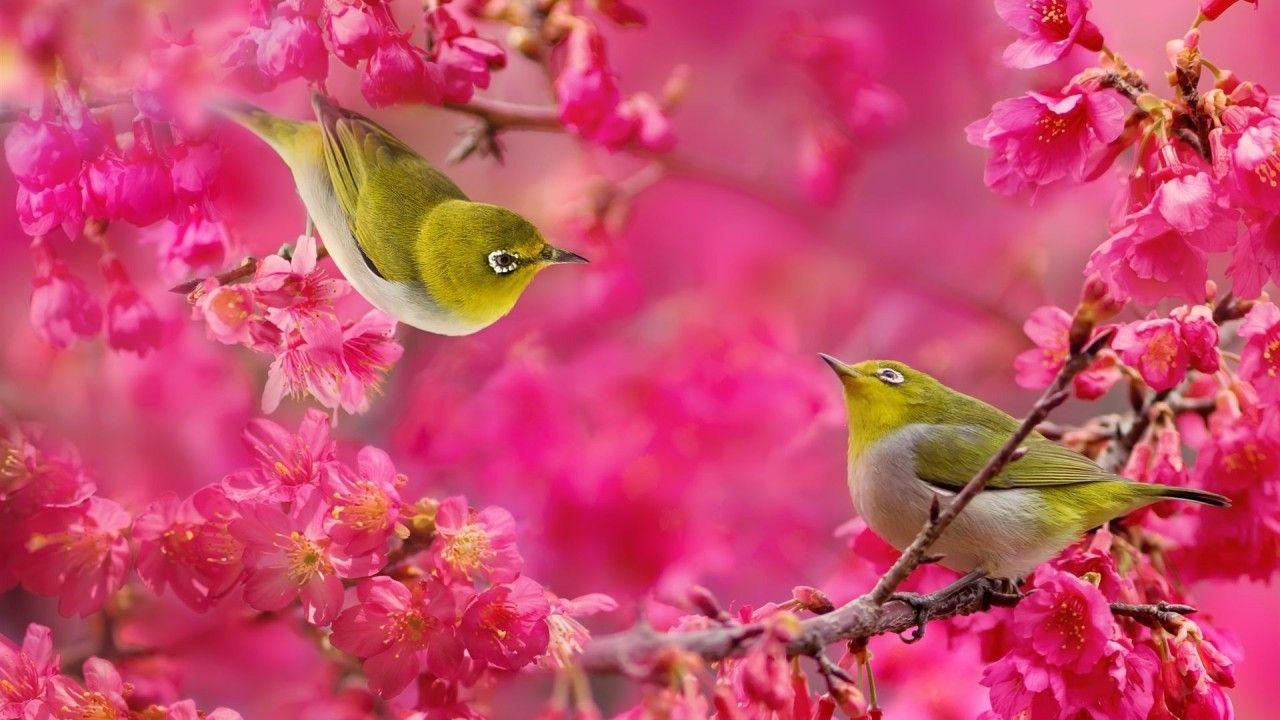 Fond d écran oiseaux et fleurs
