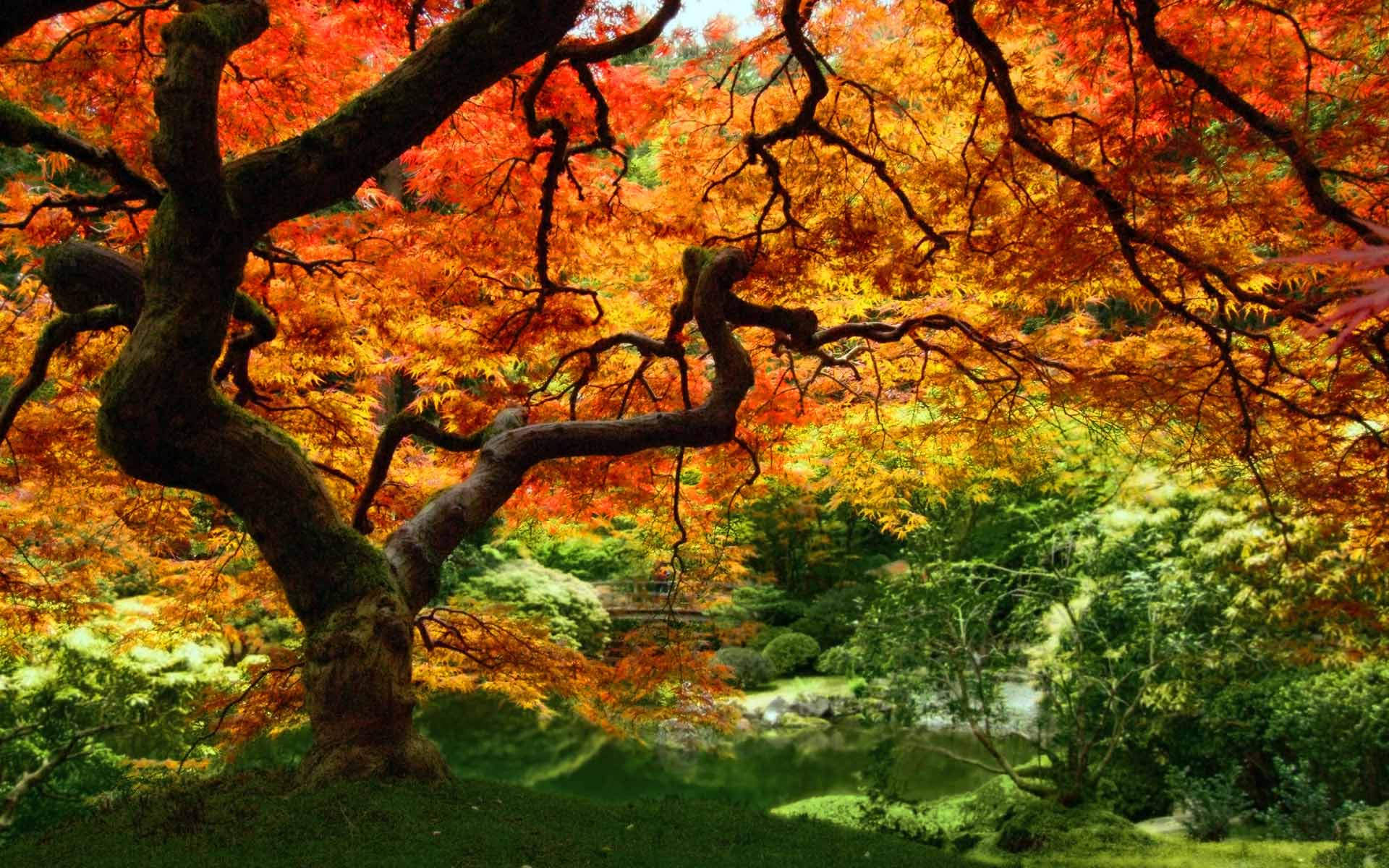 fond d écran paysage automne gratuit