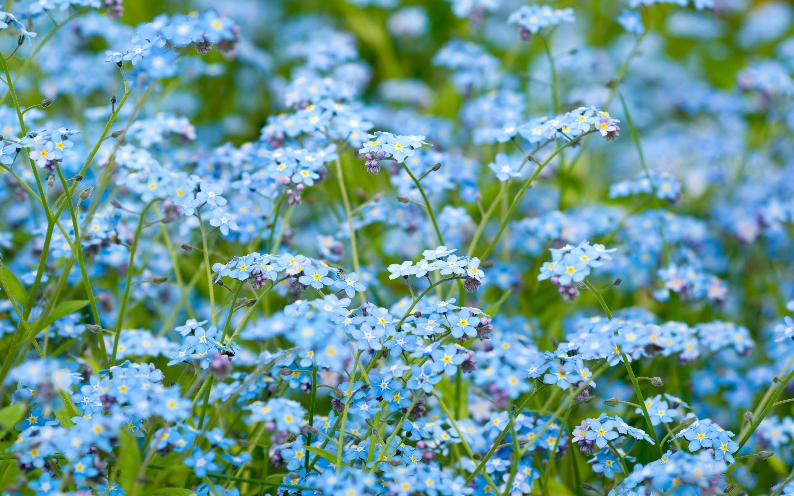 fond d écran fleur bleu
