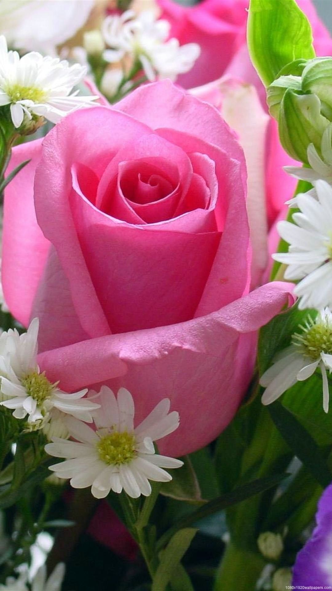 fond d écran rose fleur