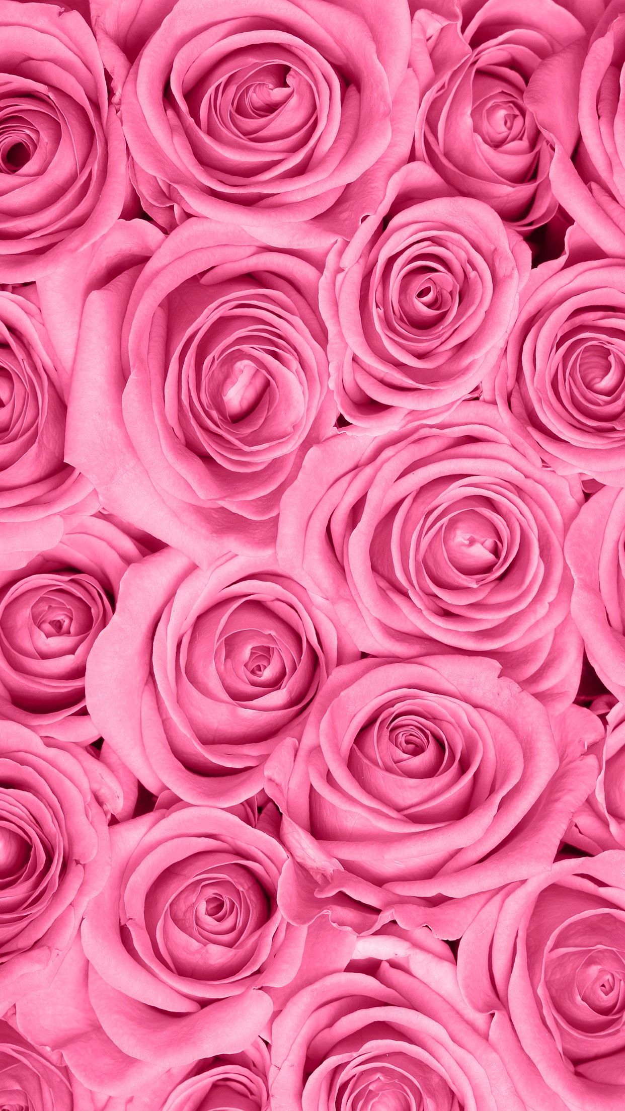 fond d écran fleur rose