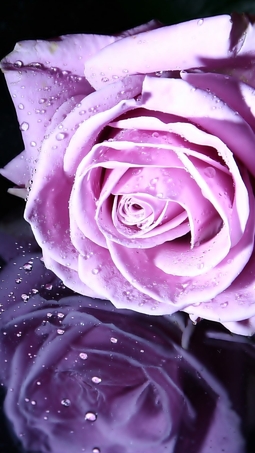fond d écran fleur rose