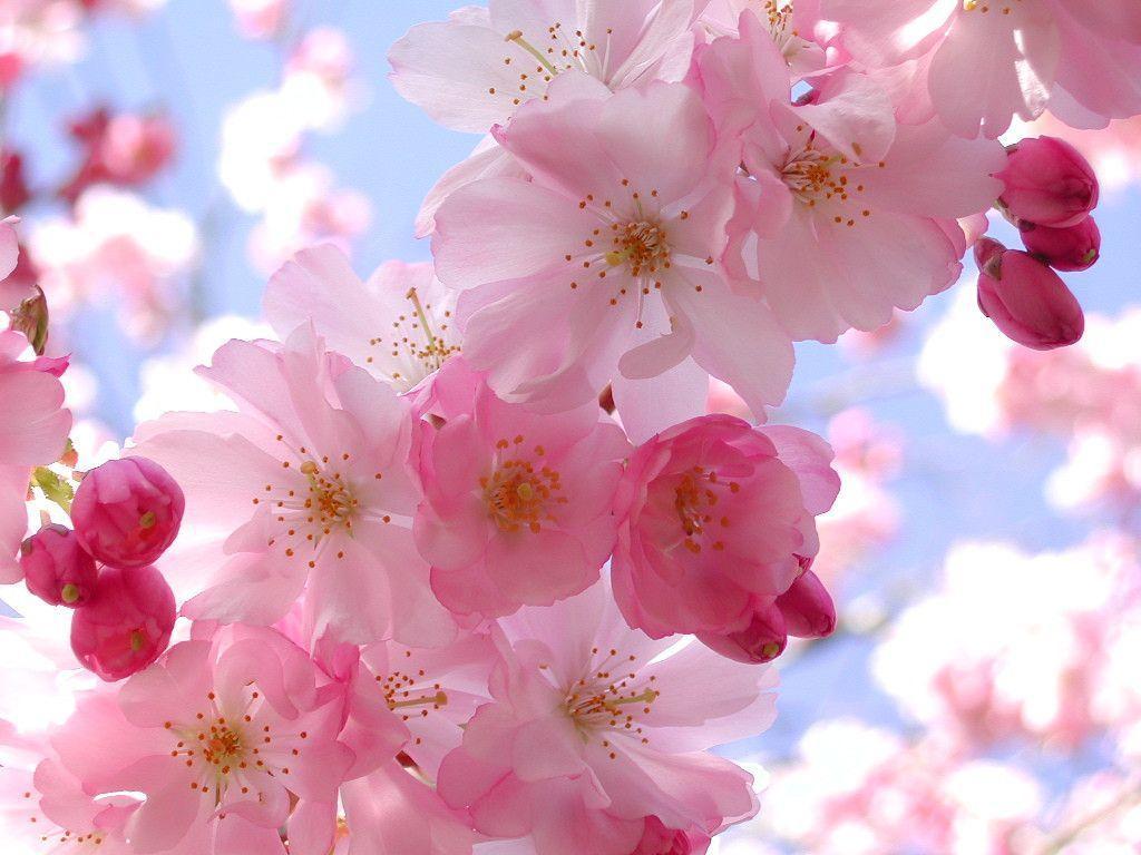 fond d écran fleurs de printemps