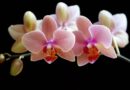Fond d écran orchidée