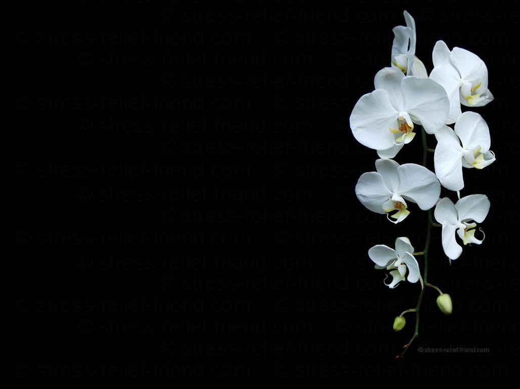 fond d écran orchidée