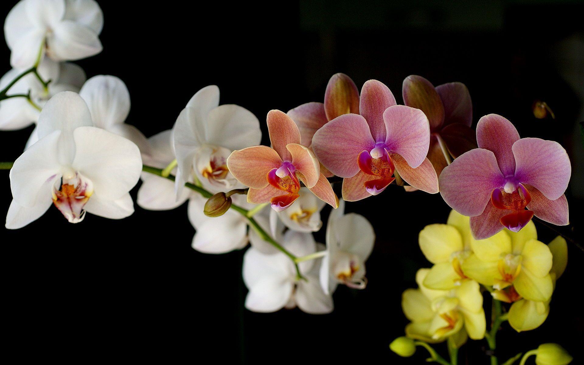 fond d écran orchidées gratuit