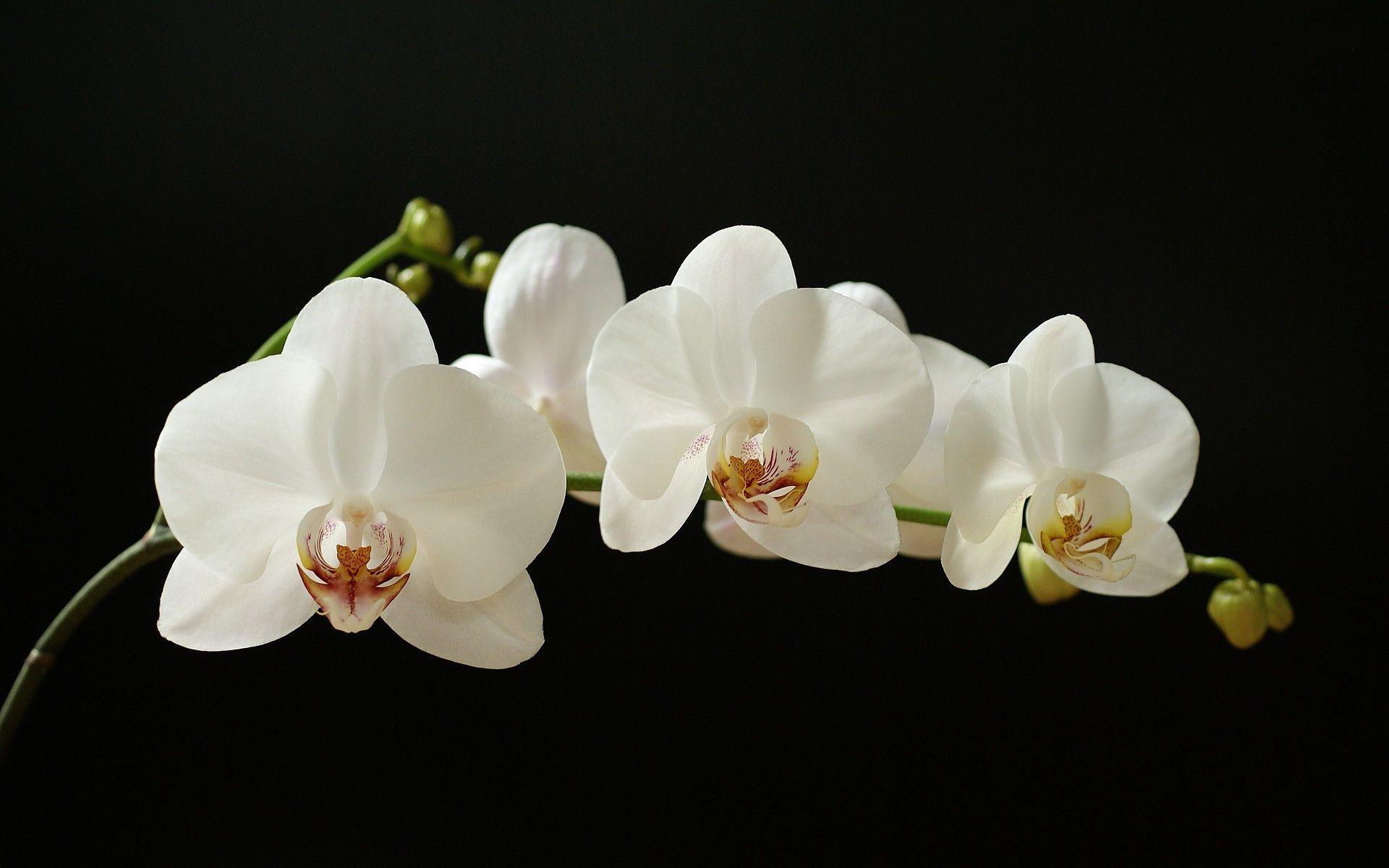fond d écran orchidées gratuit