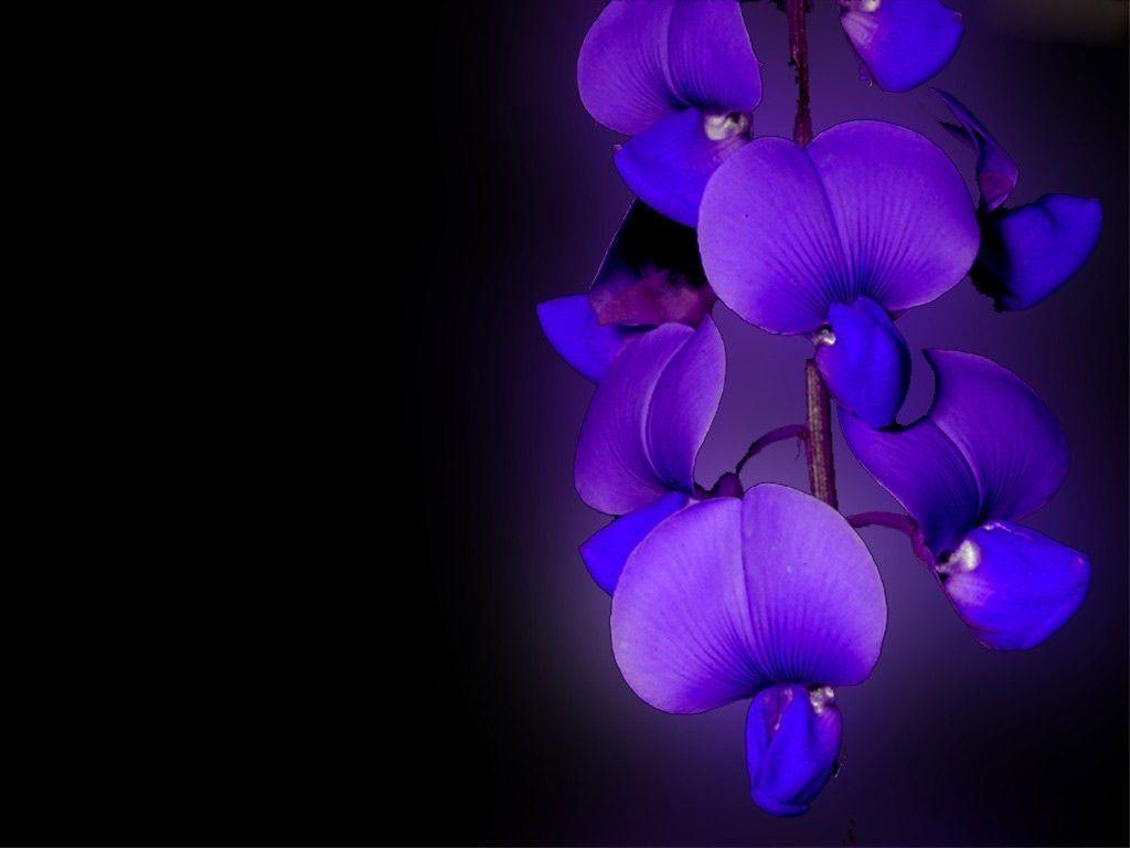 fond d écran orchidée