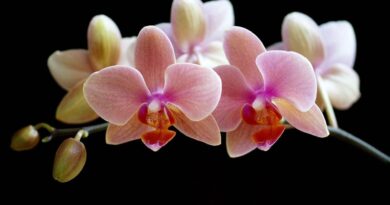 fond d ecran orchidee