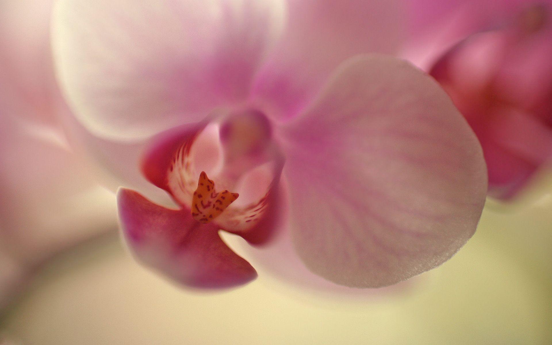 photo orchidée fond d écran