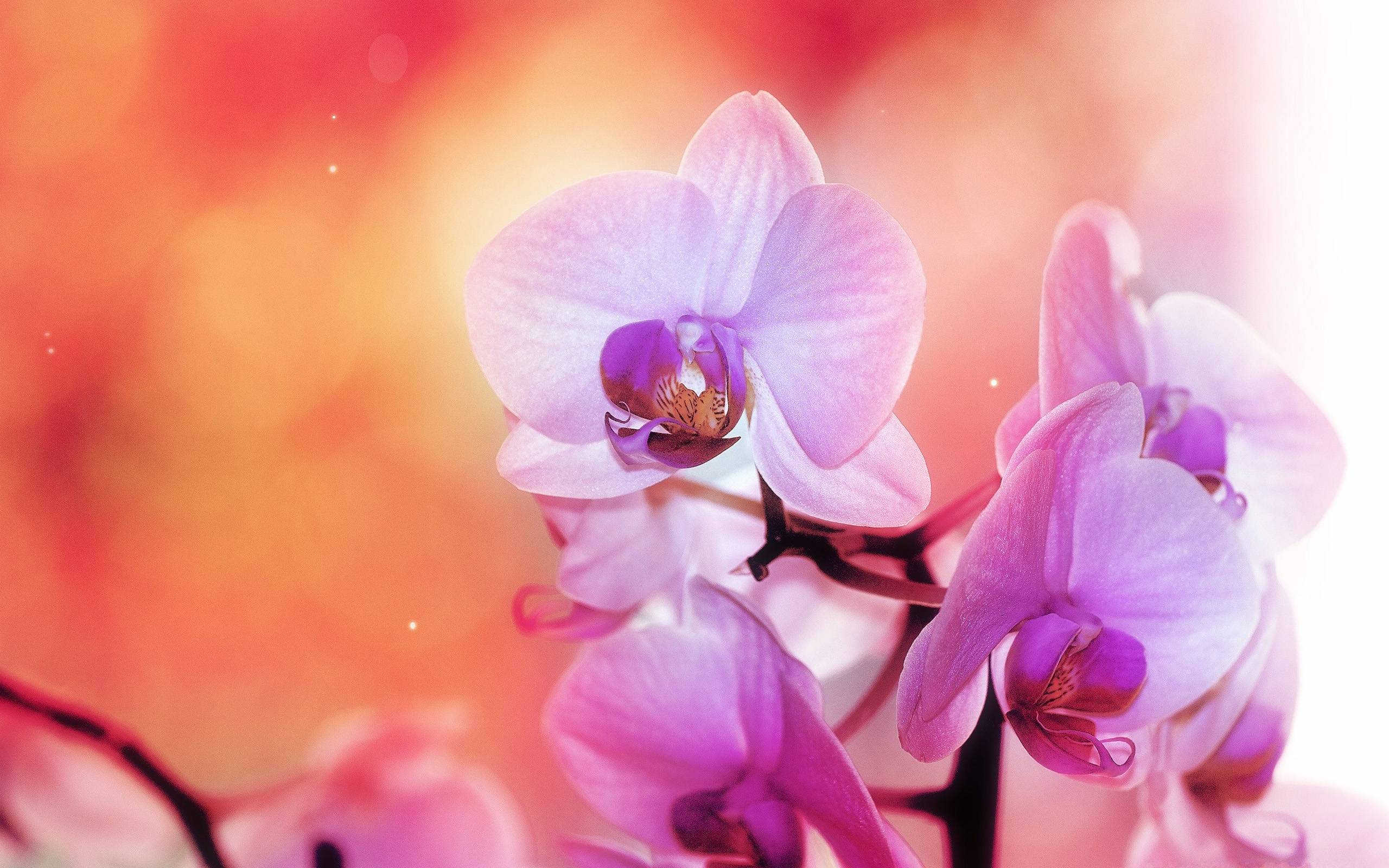 photo orchidée fond d écran