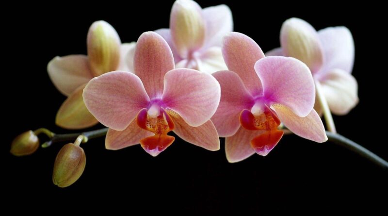 Fond d écran orchidée