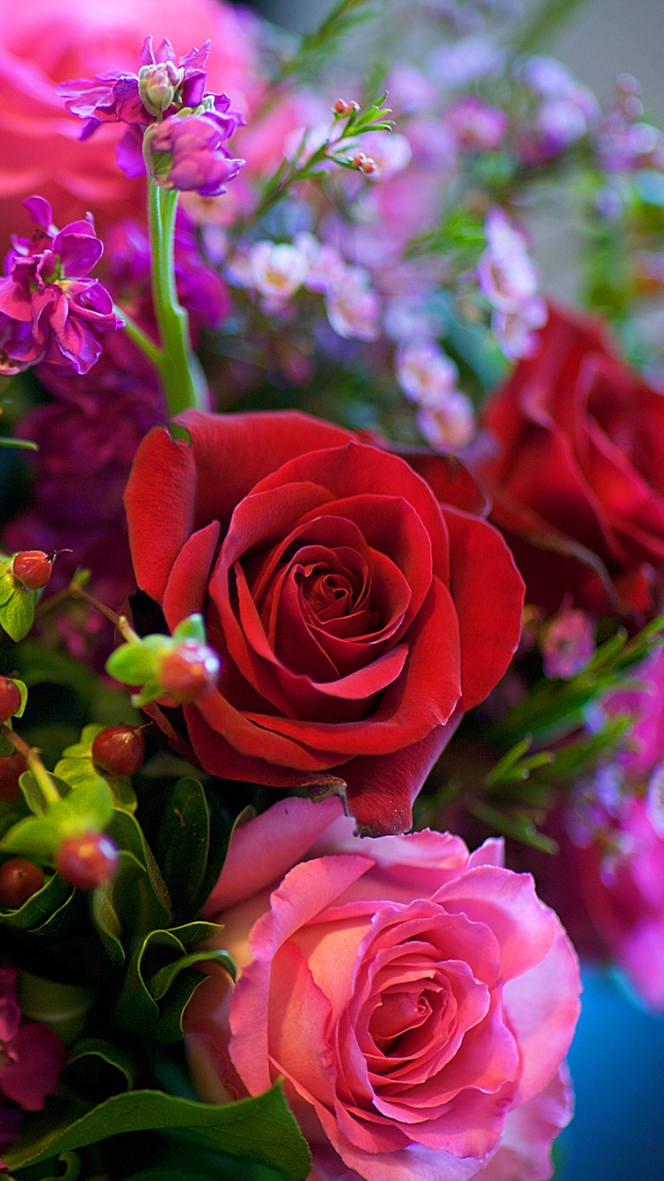 fond d écran fleur rose rouge
