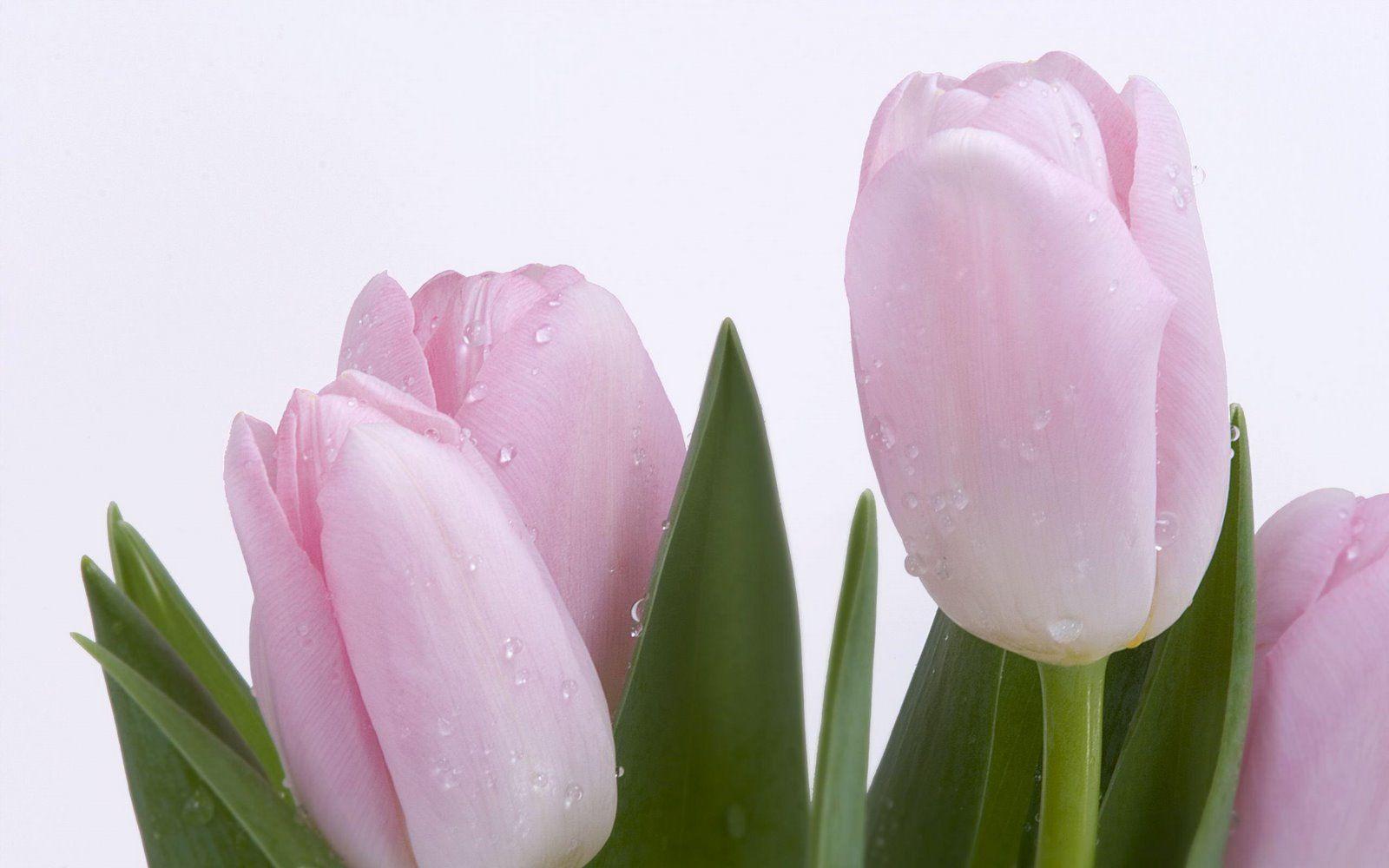 fond d écran tulipe rose