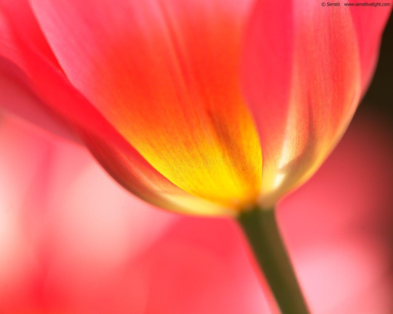 fond d écran tulipe