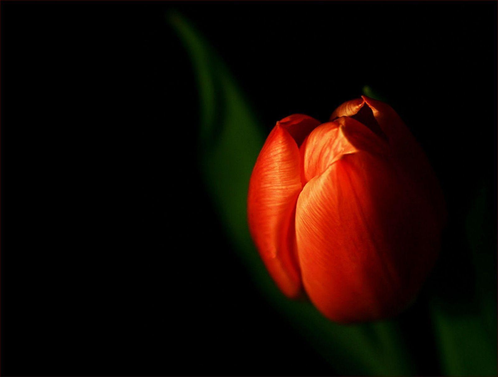 fond d écran tulipe
