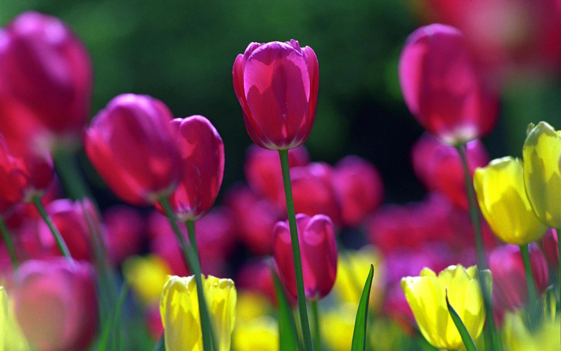 fond d écran tulipe rose