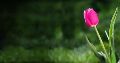 fond d ecran tulipe rose