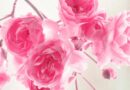 Fond d écran fleur rose
